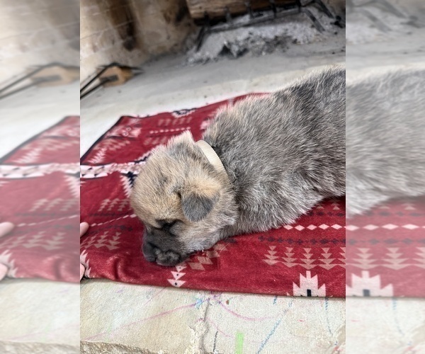 Medium Photo #24 German Shepherd Dog-Wolf Hybrid Mix Puppy For Sale in HAMILTON, TX, USA