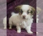 Small Photo #1 Havallon Puppy For Sale in STATEN ISLAND, NY, USA