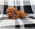 Small #6 Goldendoodle (Miniature)