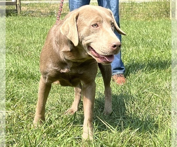Medium Photo #1 Labrador Retriever Puppy For Sale in NEOLA, WV, USA