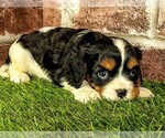 Small #7 Cavalier King Charles Spaniel
