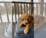Small Photo #23 Goldendoodle (Miniature) Puppy For Sale in RANDOLPH, WI, USA