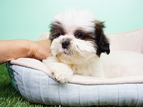 Medium Photo #1 Shih Tzu Puppy For Sale in LAS VEGAS, NV, USA