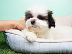 Small Photo #1 Shih Tzu Puppy For Sale in LAS VEGAS, NV, USA