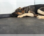 Small German Shepherd Dog Mix