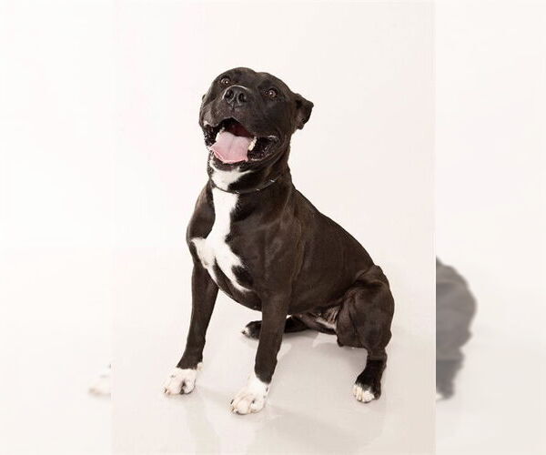 Medium Photo #2 American Pit Bull Terrier Puppy For Sale in Ogden, UT, USA