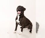 Small #1 American Pit Bull Terrier