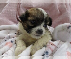 Zuchon Puppy for sale in THORP, WI, USA