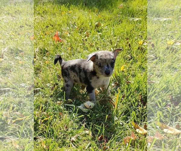 Medium Photo #3 Chiranian Puppy For Sale in St. Louis Park, MN, USA
