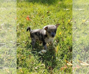 Toto - Male Chiranian Dog for Adoption - Photo #3