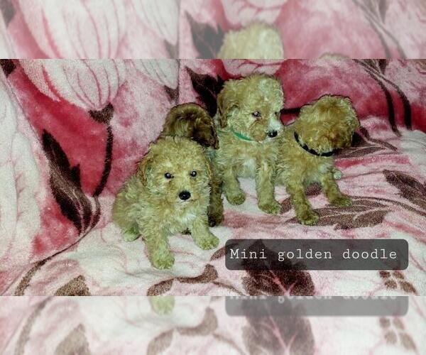 Medium Photo #25 Goldendoodle (Miniature) Puppy For Sale in DETROIT, MI, USA