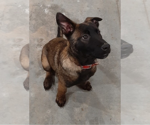 Medium Photo #5 Belgian Malinois Puppy For Sale in BOLIVAR, MO, USA
