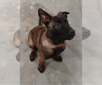 Small Photo #5 Belgian Malinois Puppy For Sale in BOLIVAR, MO, USA