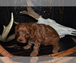 Small #2 Cavapoo