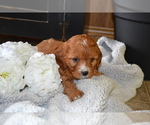 Puppy Fluffy Cavapoo