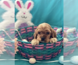 Cocker Spaniel Puppy for sale in PAUL, ID, USA