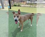 Small #1 American Pit Bull Terrier Mix