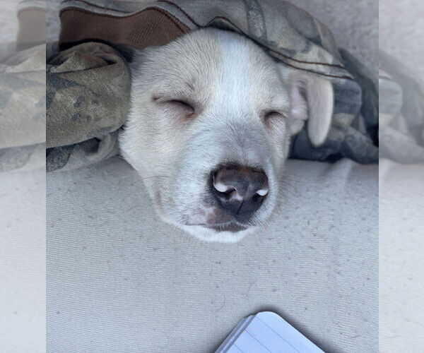 Medium Photo #3 Mutt Puppy For Sale in Hillsboro, MO, USA