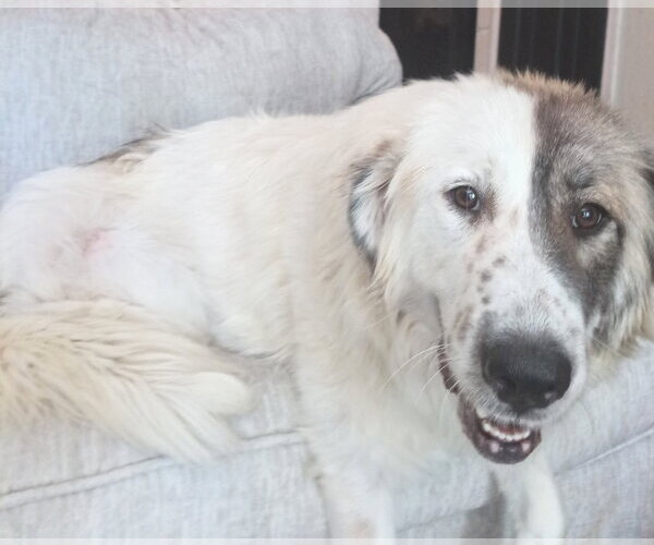 Medium Photo #3 Anatolian Pyrenees Puppy For Sale in Holly Springs, NC, USA