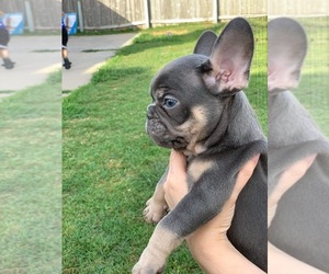 French Bulldog Puppy for sale in HOUSTON, TX, USA
