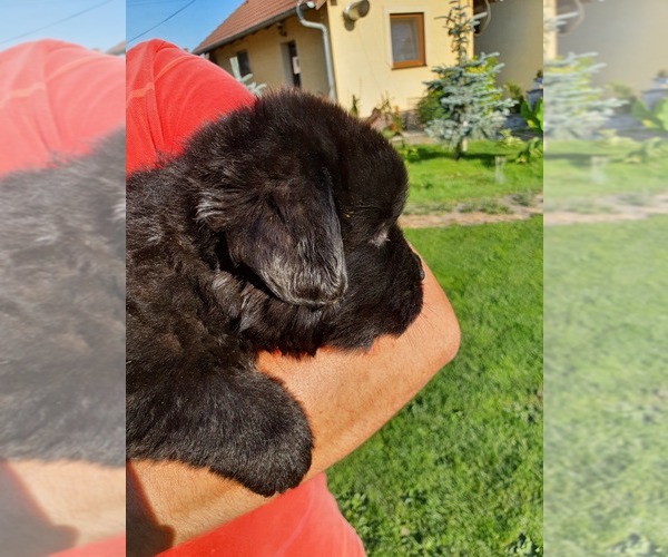 Medium Photo #3 Newfoundland Puppy For Sale in Nitra, Nitriansky, Slovakia