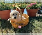 Puppy Lainy Golden Retriever