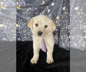 Australian Cattle Dog-Great Pyrenees Mix Puppy for Sale in LANCASTER, Pennsylvania USA