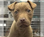 Small Labrador Retriever Mix