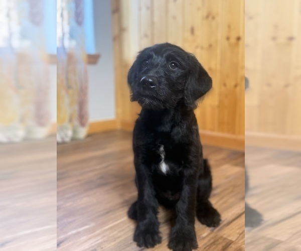 Medium Photo #6 Goldador Doodle Puppy For Sale in ESTES PARK, CO, USA