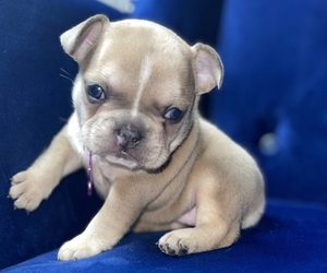 French Bulldog Puppy for sale in ATLANTA, GA, USA