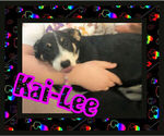 Small Photo #14 Cowboy Corgi Puppy For Sale in GALLEGOS, NM, USA