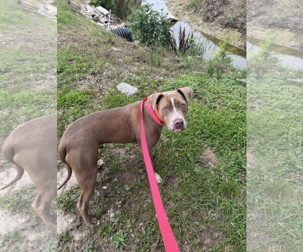 Medium Photo #2 American Staffordshire Terrier-Unknown Mix Puppy For Sale in Oakhurst, NJ, USA