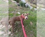 Small #1 American Staffordshire Terrier Mix