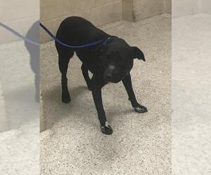 Mutt Dogs for adoption in Conroe, TX, USA