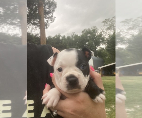 Medium Photo #11 Boston Terrier Puppy For Sale in FREDONIA, KS, USA