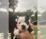 Small #10 Boston Terrier