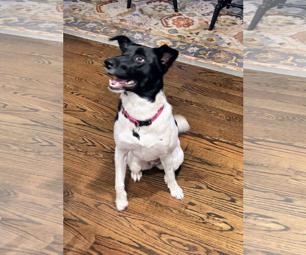 Medium Photo #3 Labrador Retriever-Unknown Mix Puppy For Sale in Rockaway, NJ, USA