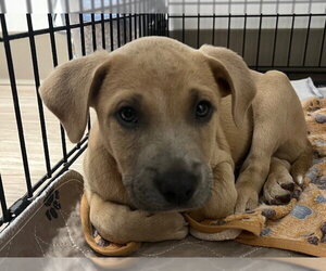 Labrador Retriever-Unknown Mix Dogs for adoption in Baytown, TX, USA