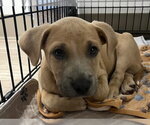 Small Labrador Retriever Mix