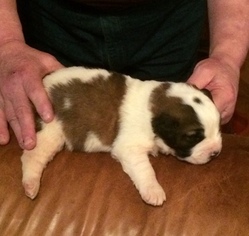 Saint Bernard Puppy for sale in LANCASTER, KY, USA