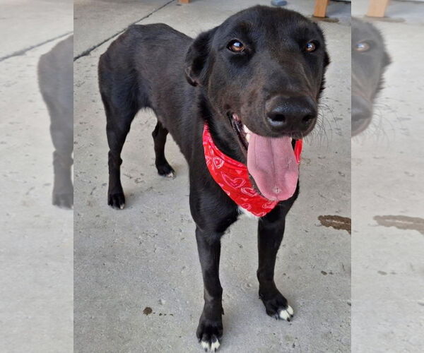 Medium Photo #9 Labrador Retriever-Unknown Mix Puppy For Sale in San Diego, CA, USA