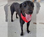Small #8 Labrador Retriever Mix
