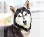 Small #1 Siberian Husky