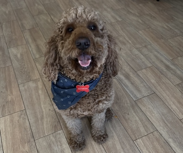 Medium Photo #1 Goldendoodle Puppy For Sale in LAS VEGAS, NV, USA