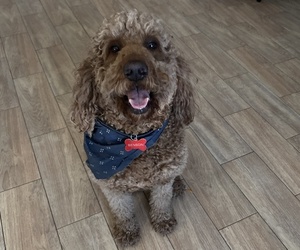 Father of the Goldendoodle puppies born on 05/18/2025