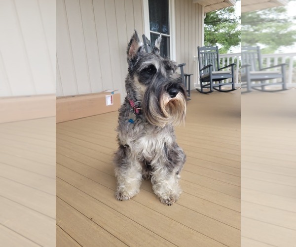 Medium Photo #1 Schnauzer (Standard) Puppy For Sale in RICHMOND, VA, USA
