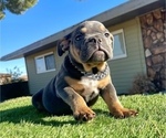 Small #2 English Bulldog