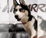 Small Photo #8 Siberian Husky Puppy For Sale in Severn, MD, USA