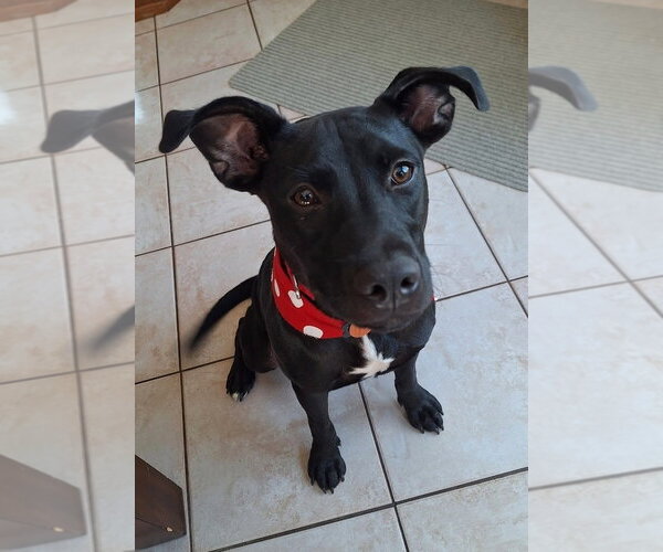 Medium Photo #9 Labrador Retriever-Unknown Mix Puppy For Sale in Rockaway, NJ, USA
