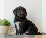 Small #3 Goldendoodle (Miniature)